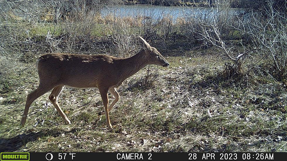 PHOTOS: Evansville Police Department Share Trail Cam Shots