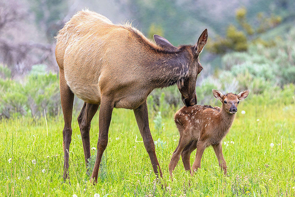 Yellowstone Park: Be Careful During Elk Calving Season