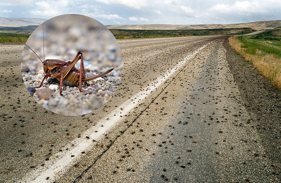 Treating Mormon Cricket Outbreaks in Natrona and Converse Counties