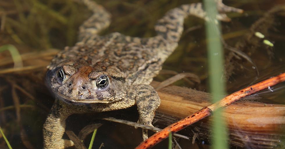 New National Wildlife Refuges in Wyoming Created to Protect Toads