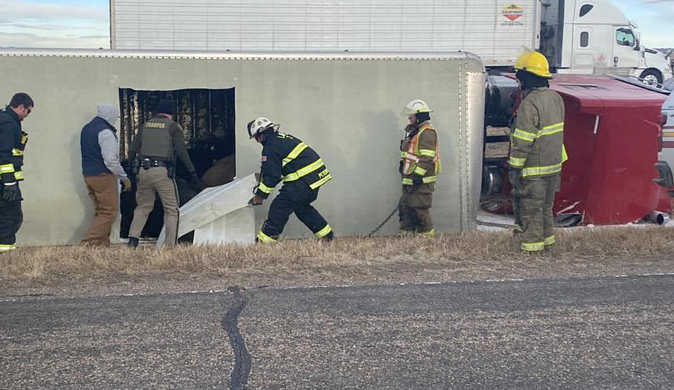 61 Cows Rescued After Semi Overturned on Wyoming’s I-80 Near Pine Bluffs