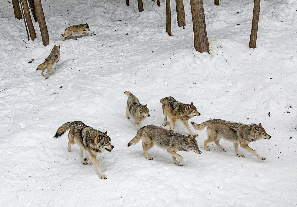 Gray Wolf Hunting will Continue in Wyoming, Idaho and Montana