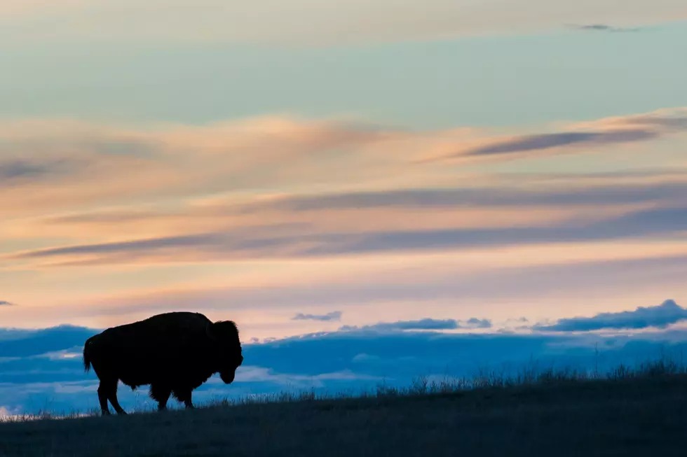 Governor Mark Gordon Donates Bison License for Wildlife Conservation