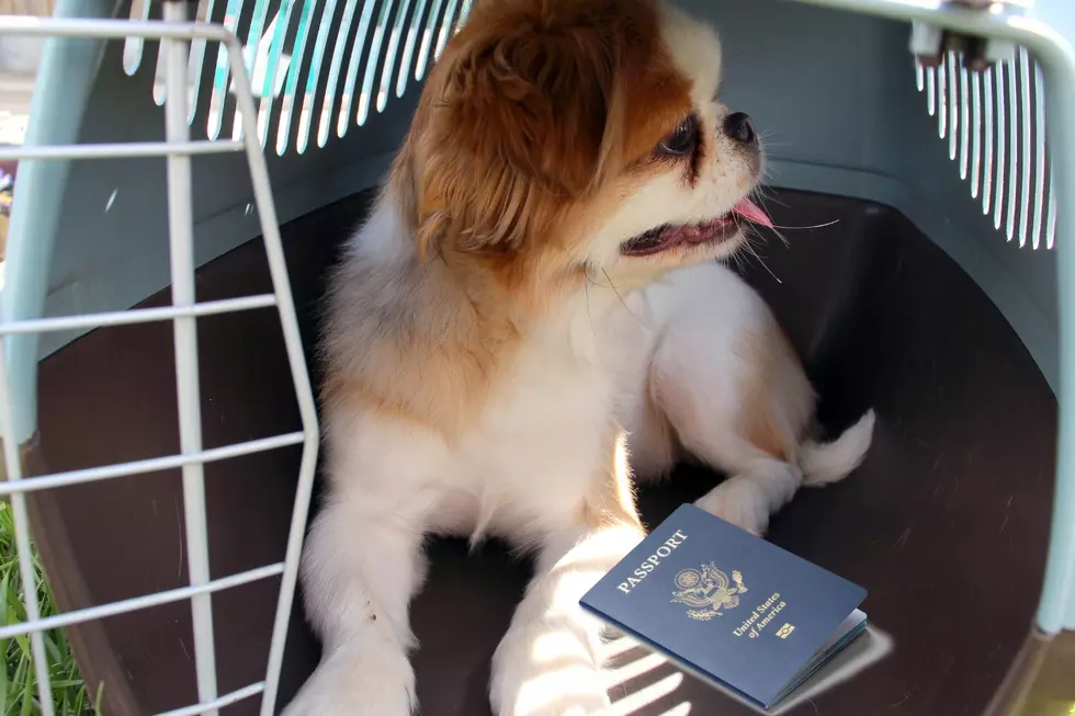 New CDC Regulations Make it Harder to Bring Dogs into the United States
