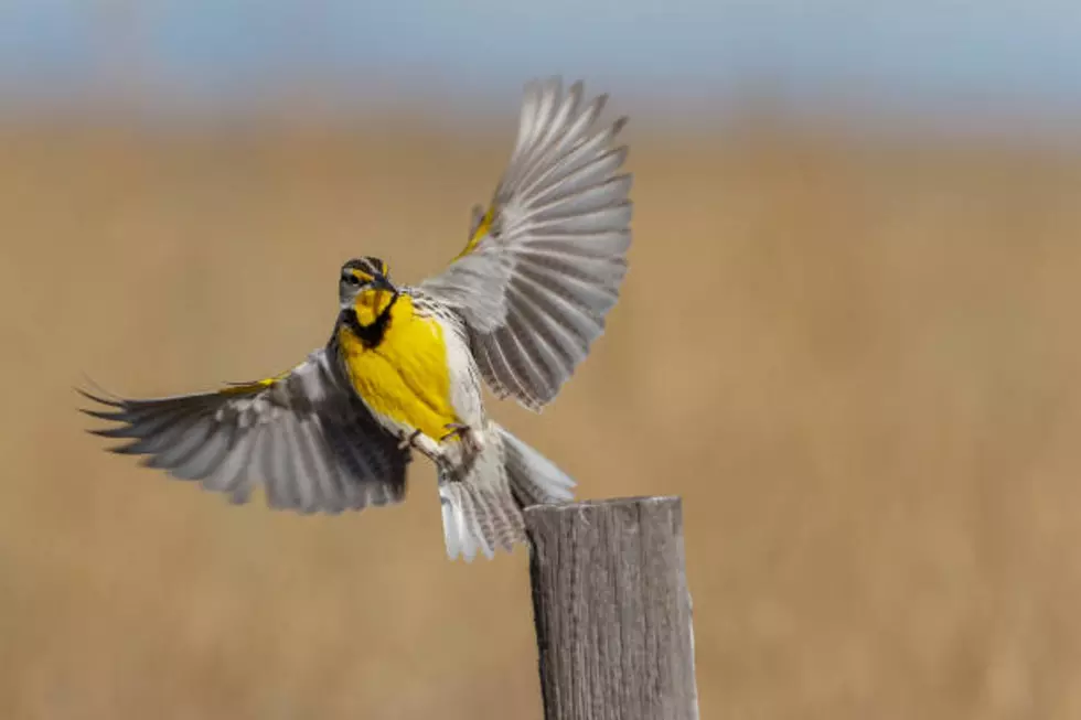 May Marks the Official Start of Spring Bird Migration in Wyoming