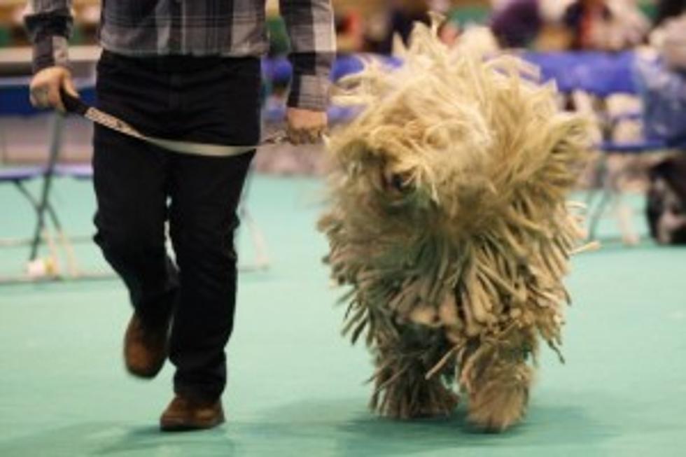 Man Accused Of Drugging Dog At Dog Show