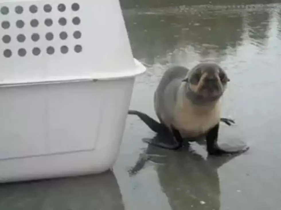 Rehabilitated Seal Goes Free [VIDEO]