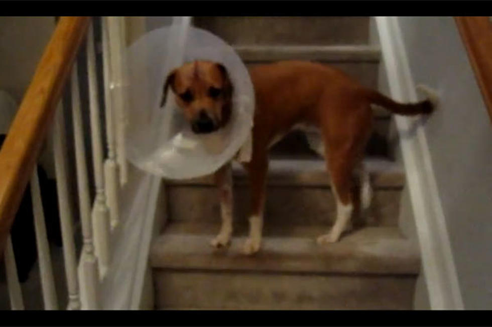 Cute Dog Wearing Cone Finds Creative Way to Climbs Stairs [VIDEO]