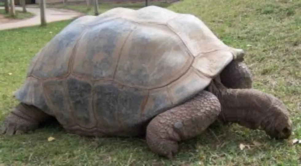 Tortoise With A Purpose