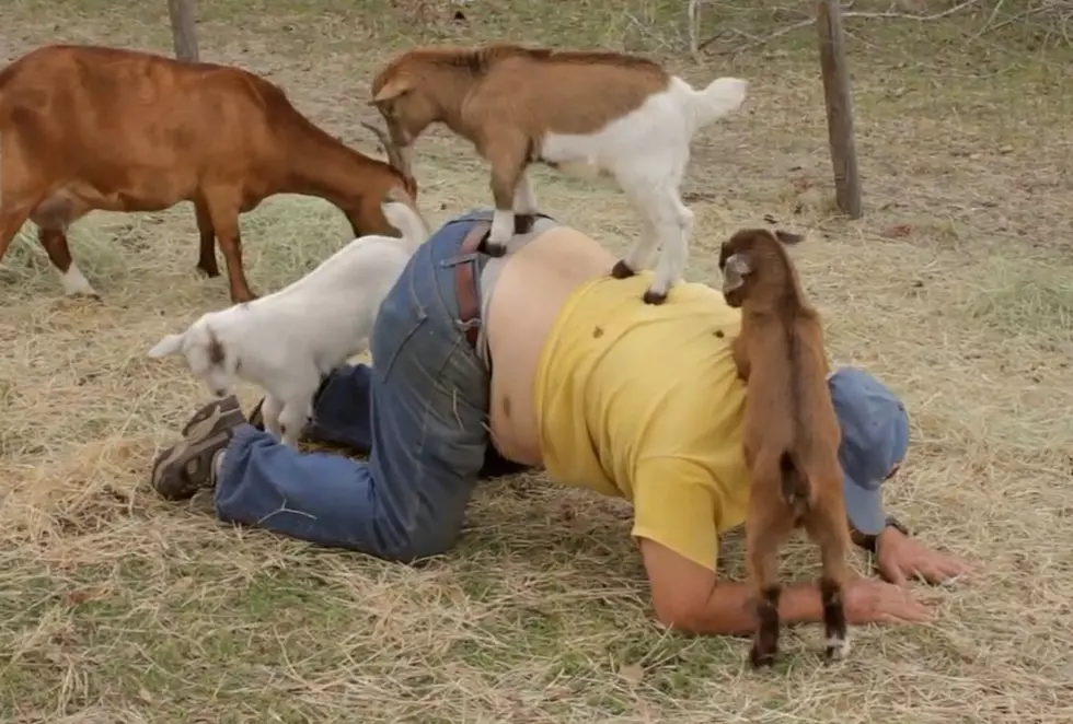 Get A Massage &#8211; From A Goat [Video]