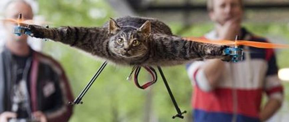 Artist Makes Stuffed Pet Cat Rise Again…As Helicopter [VIDEO]