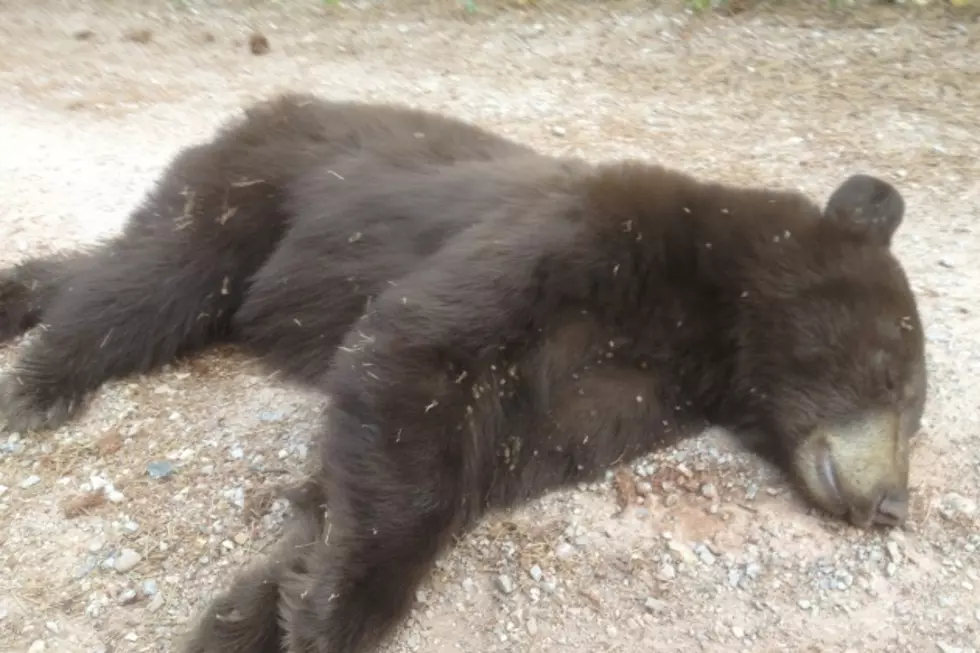 Bear Tranquilized Near Base of Casper Mountain [EXCLUSIVE PHOTOS, VIDEO]