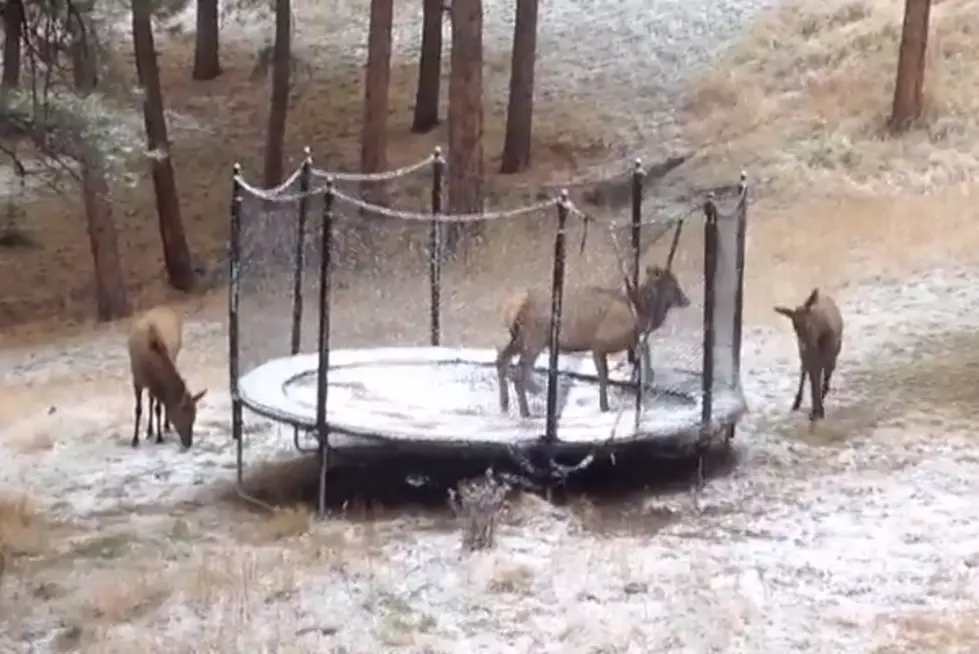 Elk Takes A Romp On A Trampoline [VIDEO]