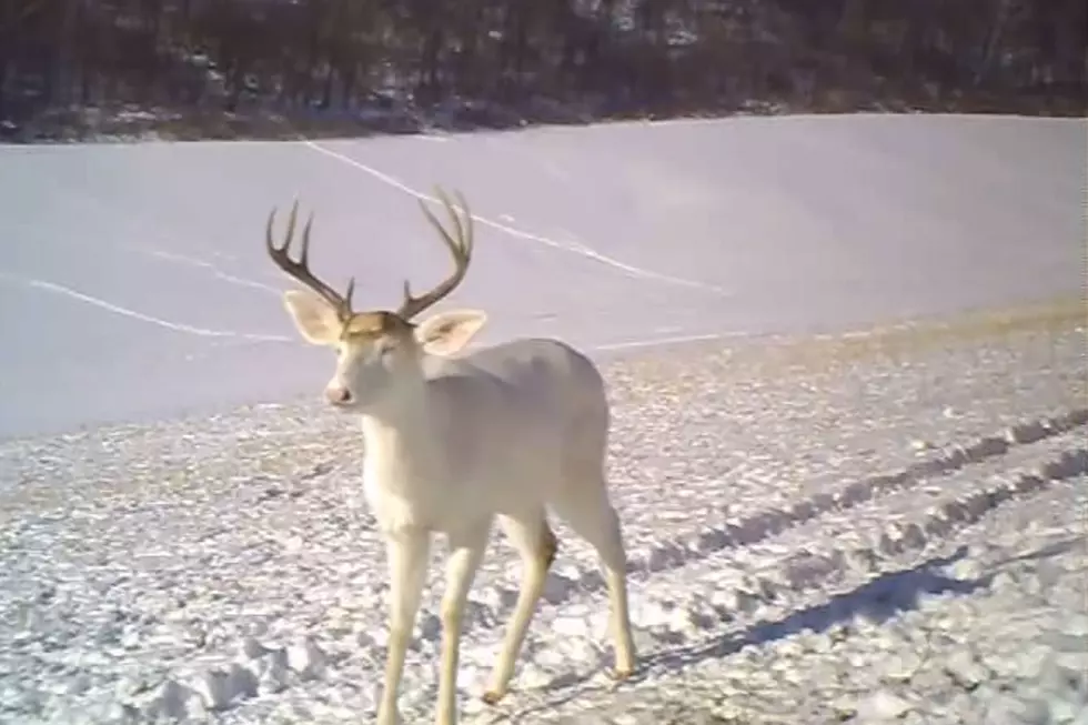 Albino Deer Is Shocked By The Loss Of His Own Antlers- [VIDEO]