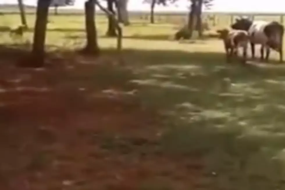 Bull vs Ram &#8211; One Gets Knocked Out!! [VIDEO]