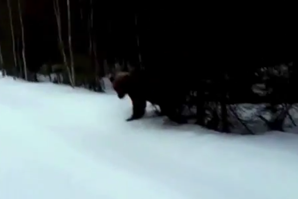Man Scares Off Charging Bear by Screaming! [VIDEO]