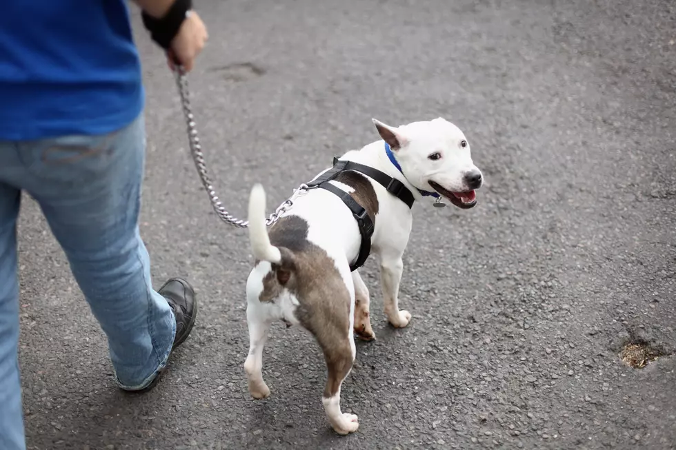 Summertime Trick Helps You Test if it’s Too Hot to Walk Your Dog [VIDEO]