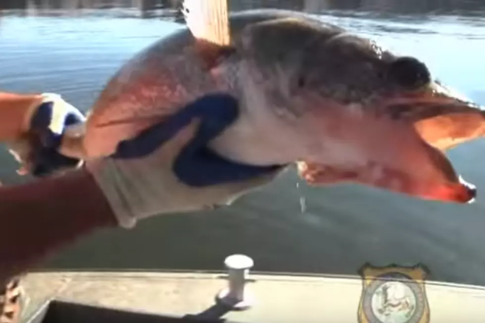 Why is Game and Fish Netting Fish at Area Reservoirs? [VIDEO]