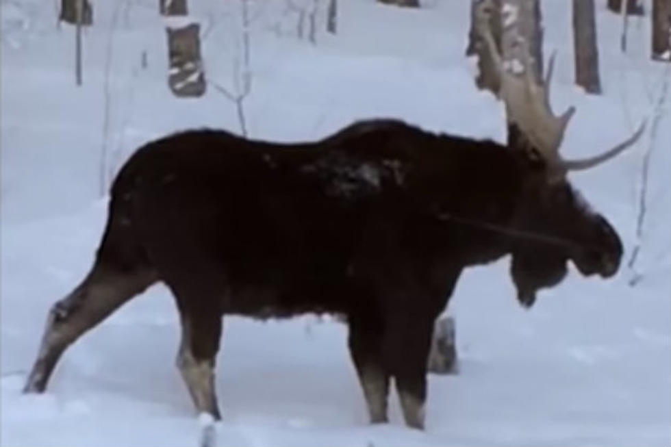 Rare Footage of Moose Shedding Antler in Laramie WY [VIDEO]
