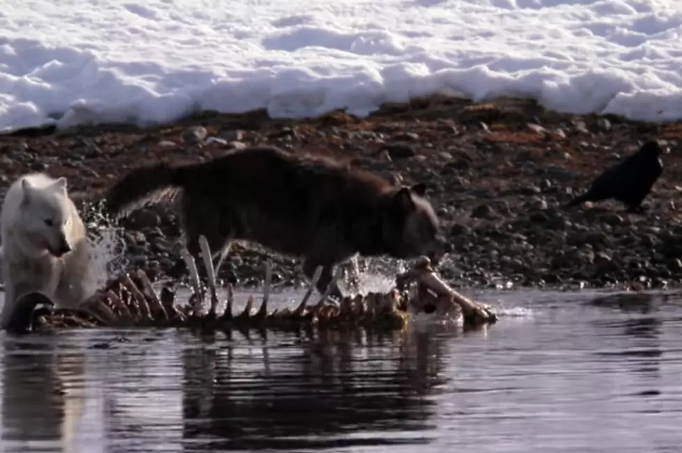 The Wild Wolves of Yellowstone [VIDEO]