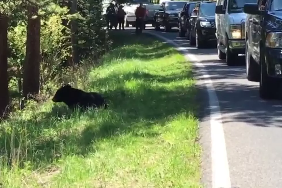 Naive Tourist Recklessly Records Bear at Yellowstone [VIDEO]