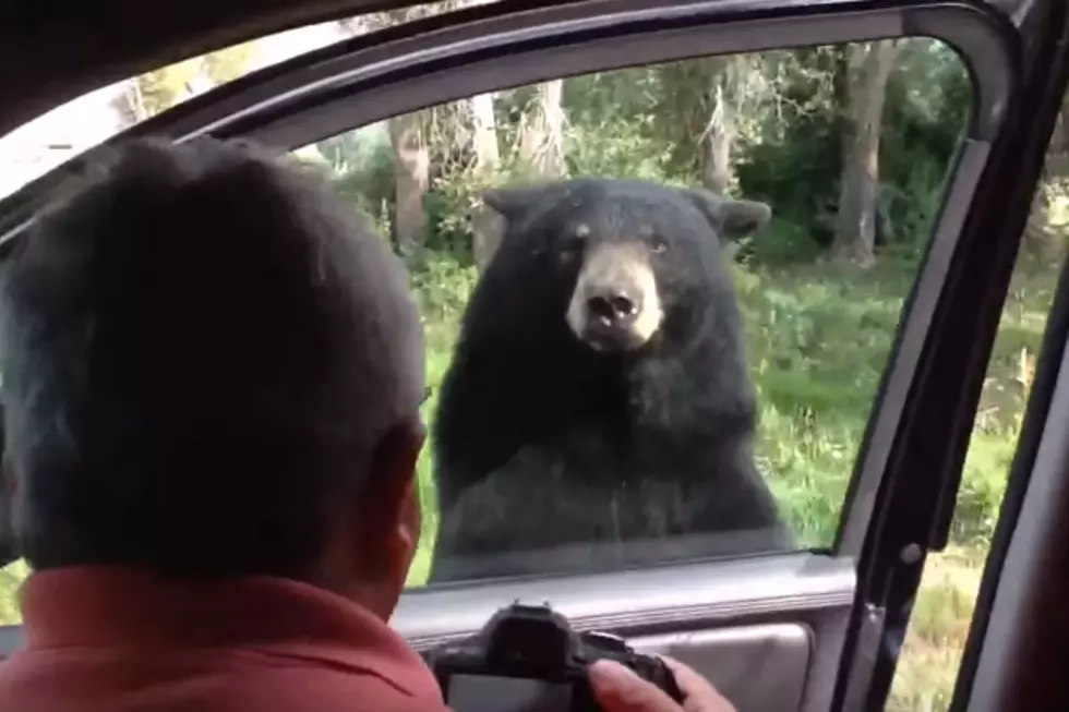 Bear Opens Car Door [VIDEO]
