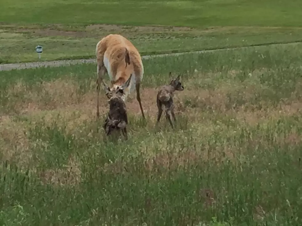 Wildlife on WYO Golf Course