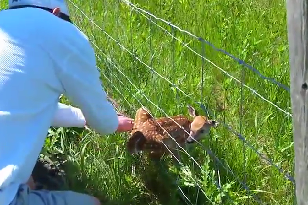 Was It Ok for Man to Rescue Fawn from Fence In Casper? [VIDEO,POLL]