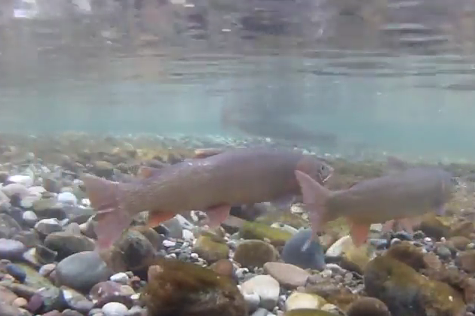 Wyoming Game and Fish Hatchery in Idaho Keep Cutthroat Plentiful [VIDEO]
