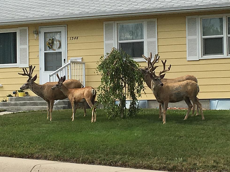 Meeting My Wyoming Neighbors [VIDEO]