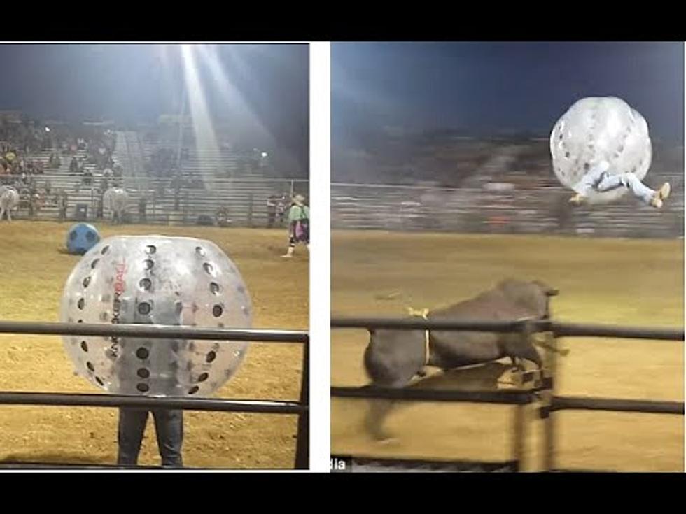 Bubble Soccer and Bulls?  What Could Go Wrong?  [VIDEO]