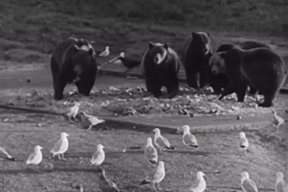 Old Yellowstone Ad Is Both Nostalgic and Mind Boggling [VIDEO]