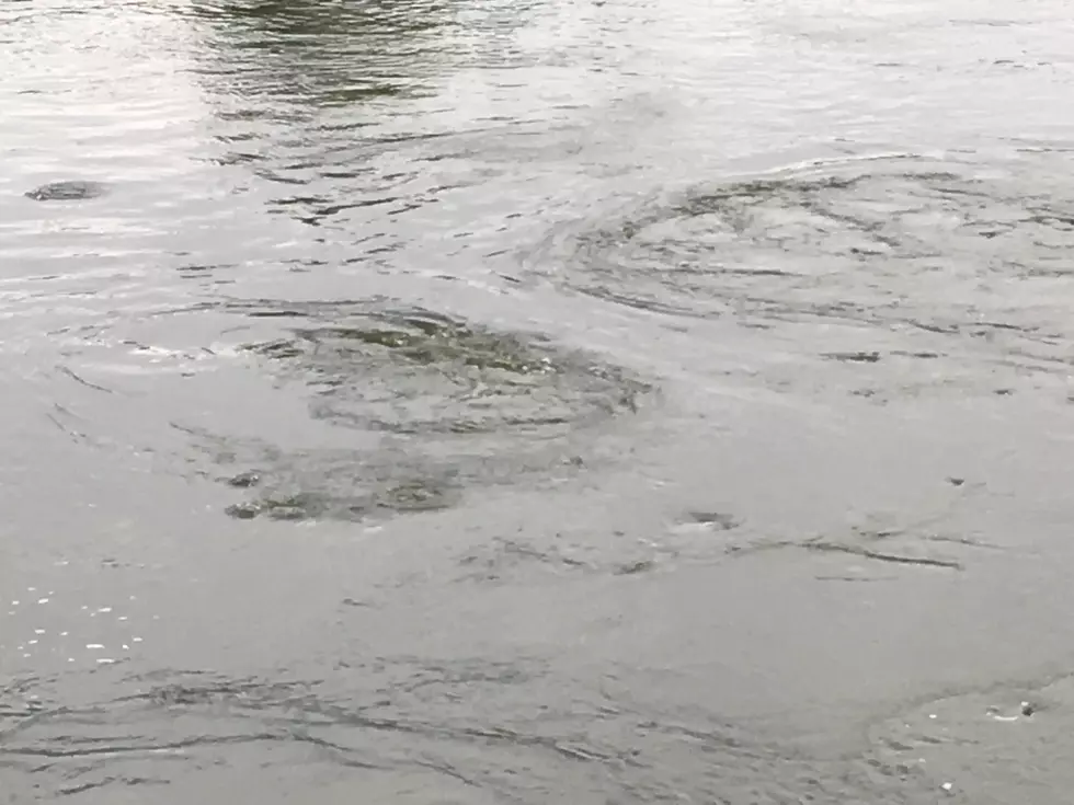 Strange Bubbles In The North Platte River [VIDEO]
