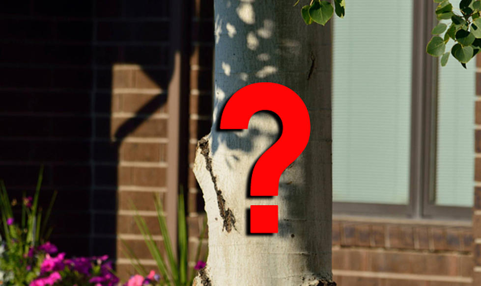 What Famous Face Do You See On This Casper Tree? [PHOTOS, POLL]