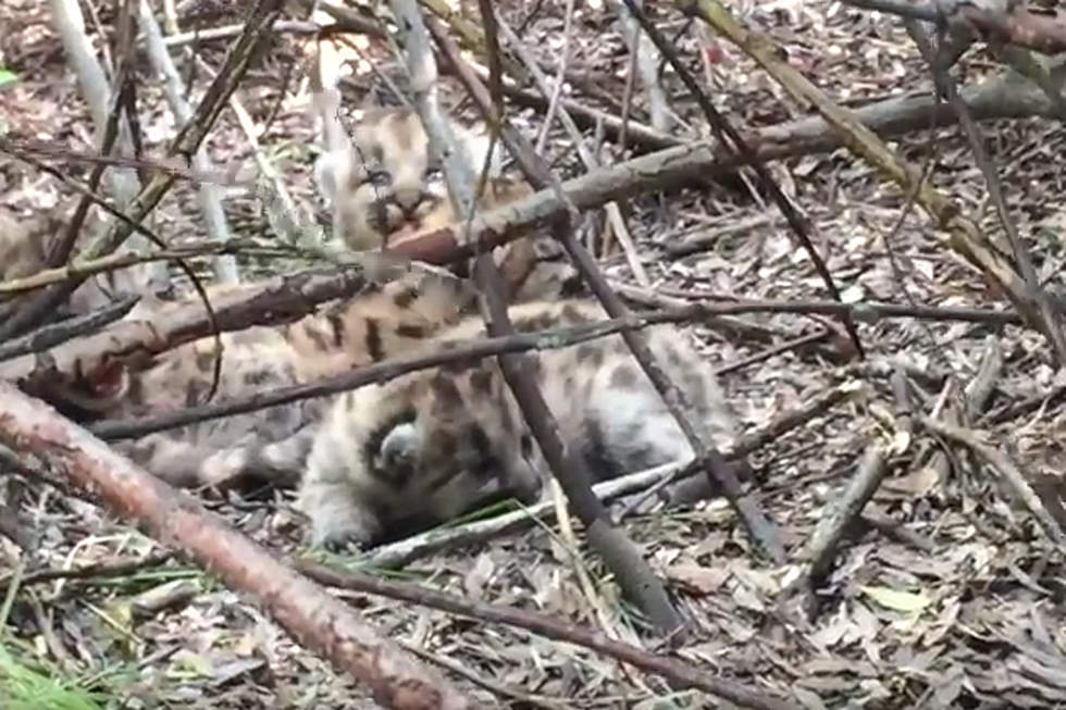 Watch 2-Week-Old Cougar Kittens in Wyoming [VIDEO]