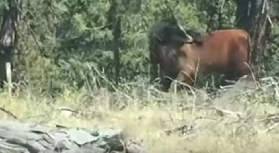 Grizzly Bear Attacks Calf In Northwest Wyoming [GRAPHIC VIDEO]