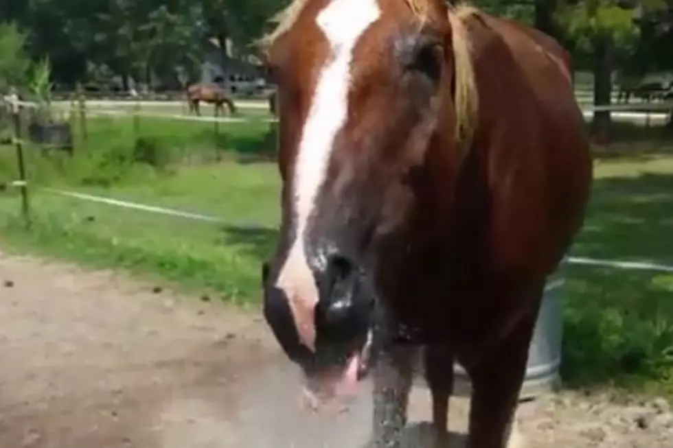 Playful Mustang Drinks from Sprinkler [VIDEO]