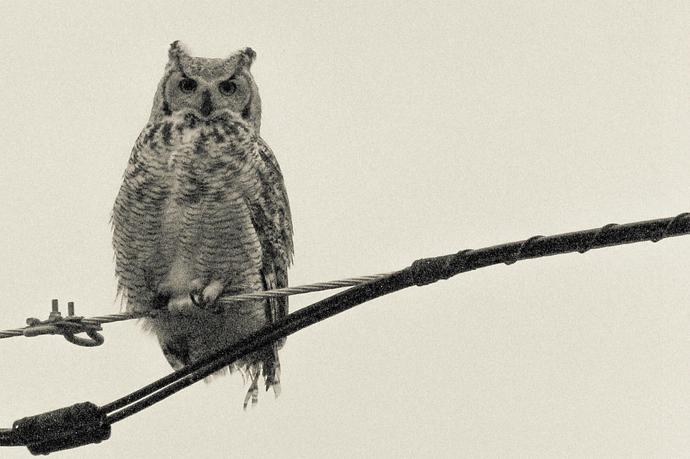Great Horned Owl Perched in Casper Alley [PHOTOS]