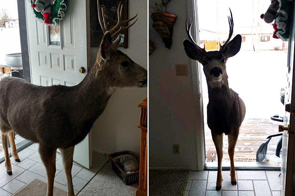 Unexpected Guest Invites Self Into Pinedale Resident&#8217;s Home [PHOTOS]
