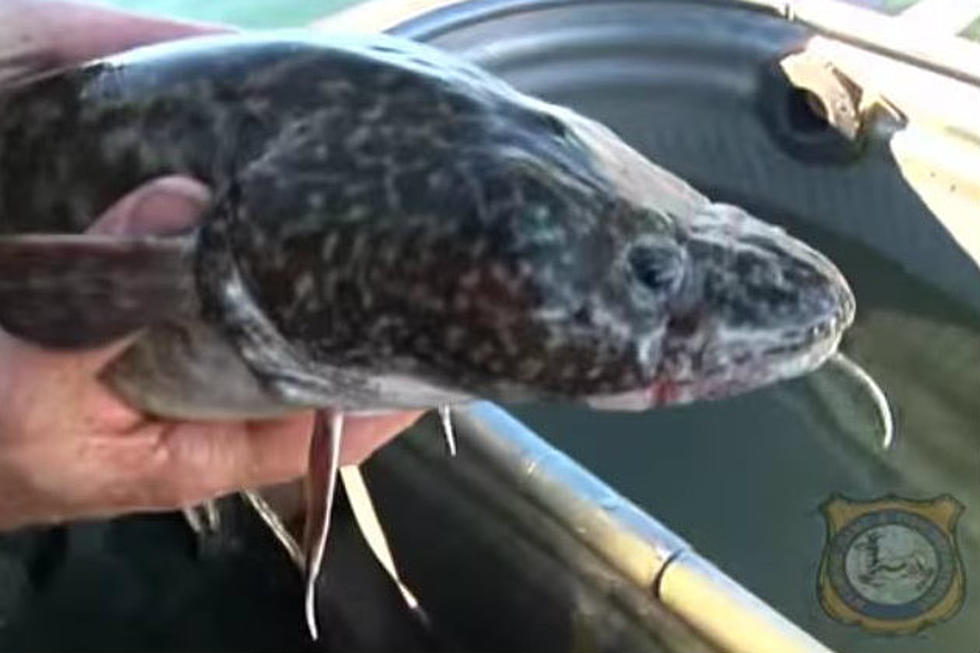 Catching This Ugly Fish in Wyoming Could Land You $1,000