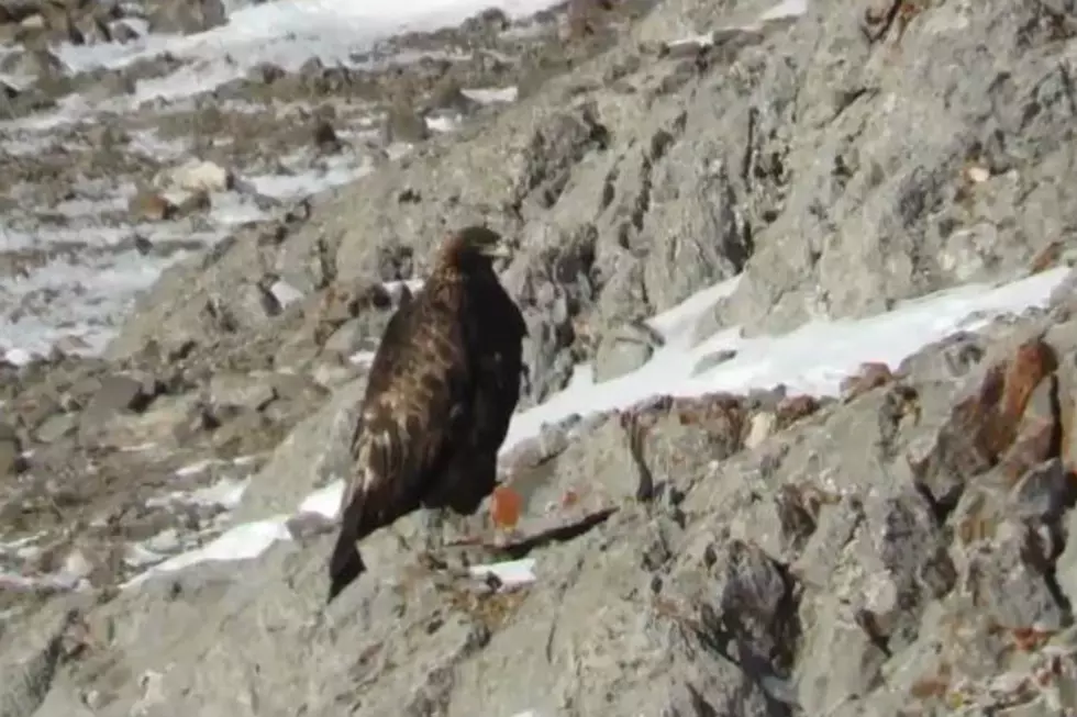 Three Golden Eagles Perched on Snowy Wyoming Mountain [VIDEO]