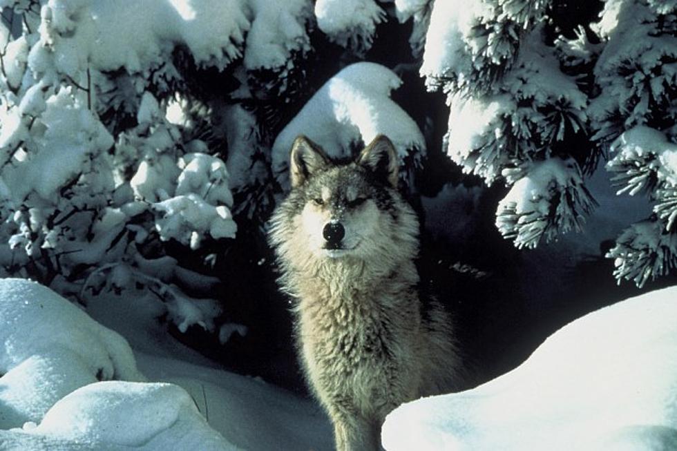 Which Dangerous Animal Do Wyomingites Encounter Most? [POLL]