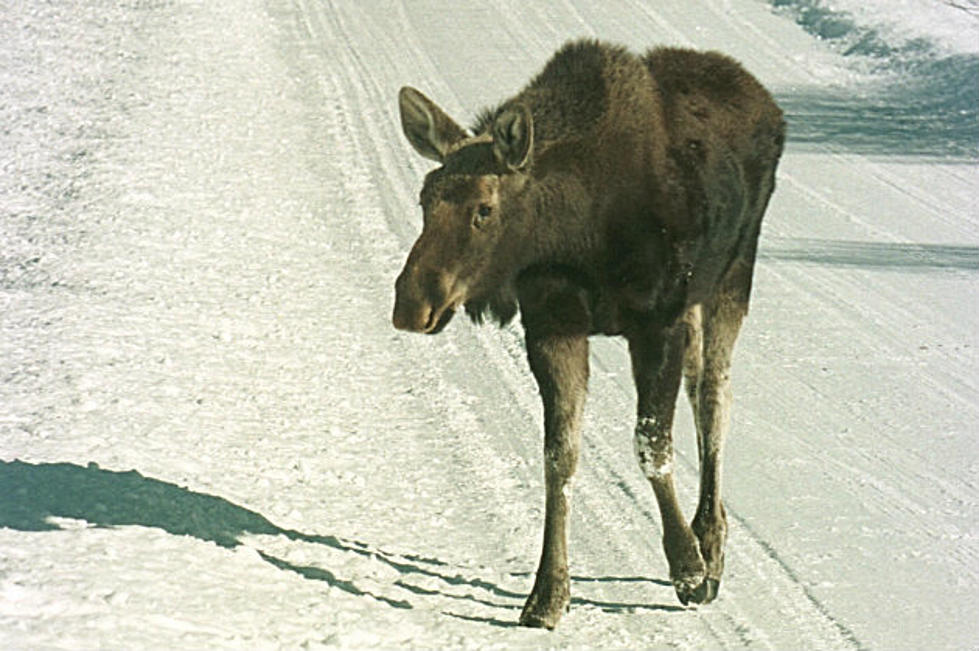 [WATCH] Moose Chases Snowboarder in Jackson Hole