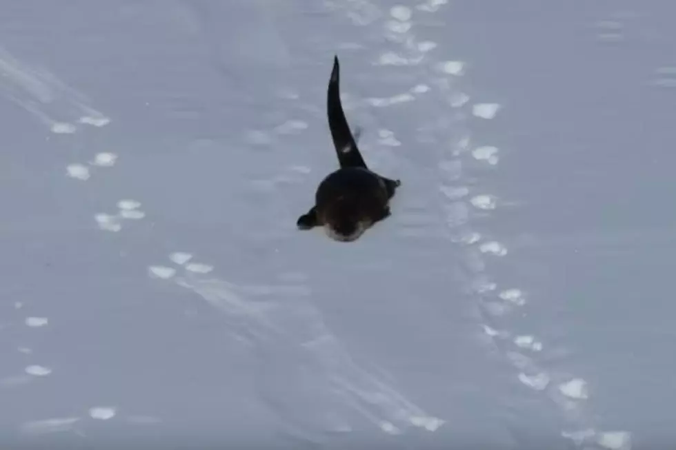 Yellowstone Otter Playing will Bring a Smile to Your Face [VIDEO]