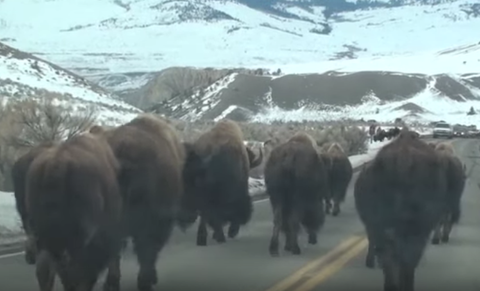 Buffalo Take Over In The Streets Of Yellowstone