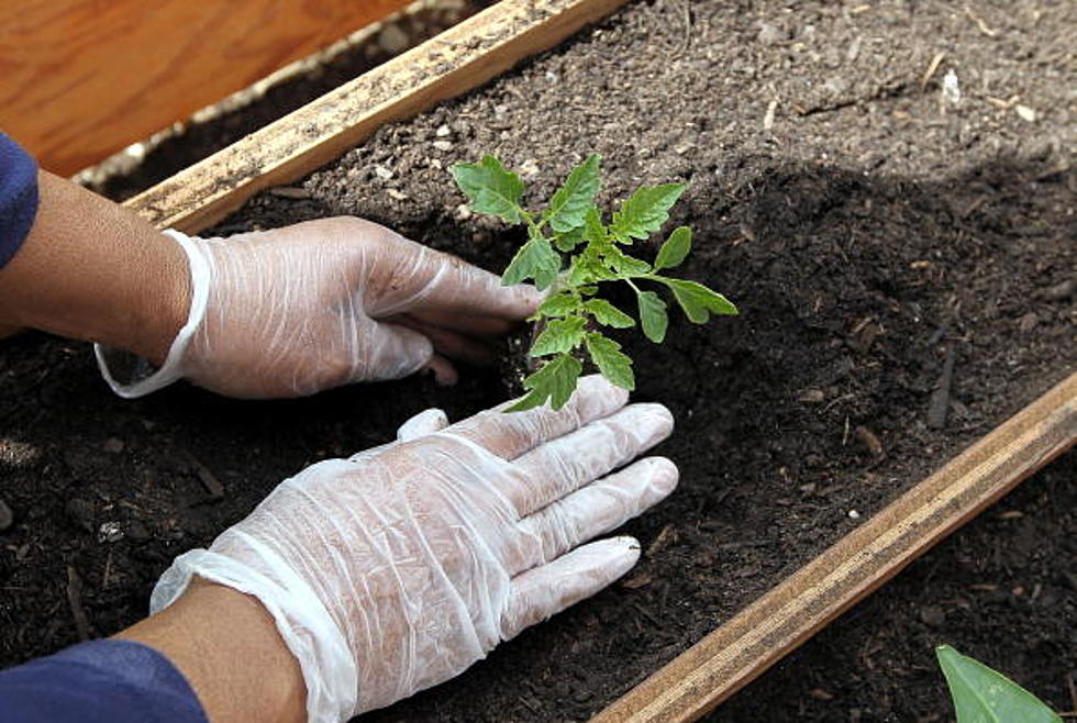 ‘Seed to Plate’ Workshop Series Will Help Casper Gardeners