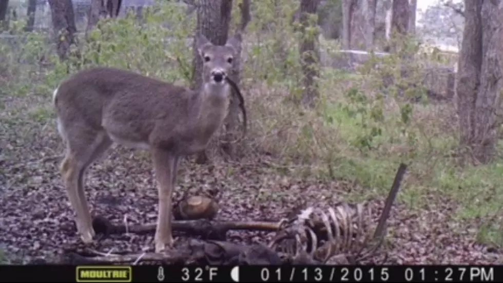 Deer Caught Eating Human Remains On Trail Cam [PHOTO, VIDEO]