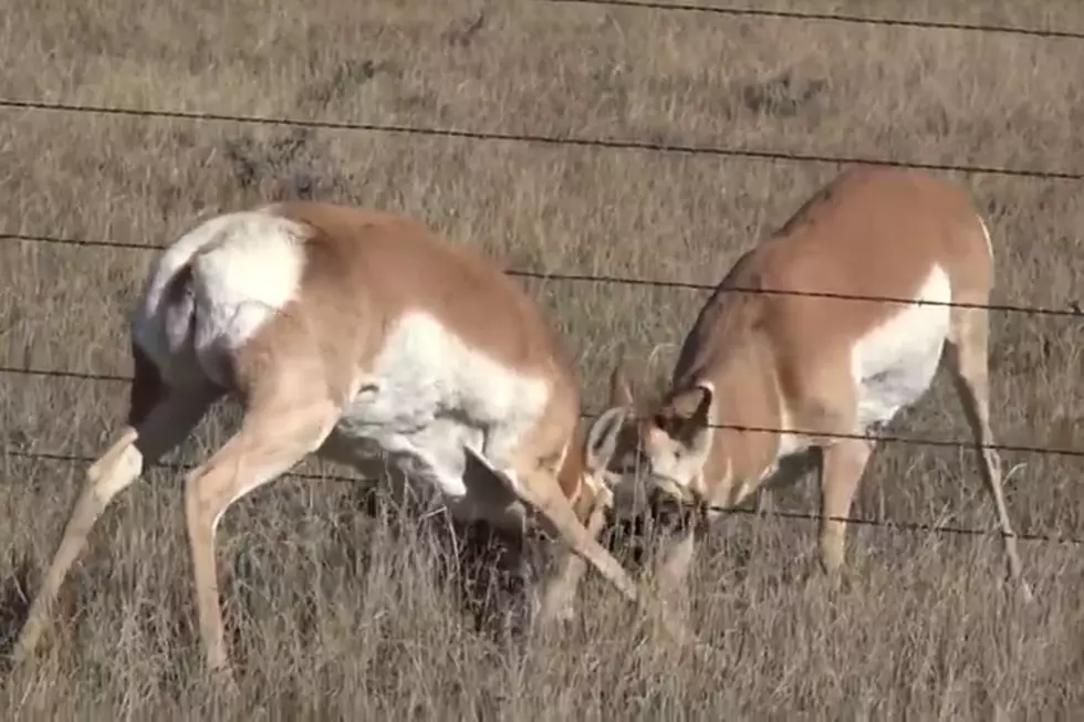Pronghorns Have ‘War’ between Wyoming Barbed Wire Fence [VIDEO]
