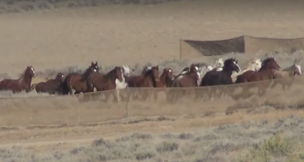 Watch Wyoming Wild Horses Being Rounded Up [VIDEO]