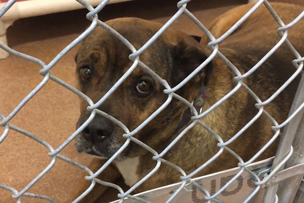 7 Casper Shelter Dogs That Need A Home For Christmas [VIDEO]